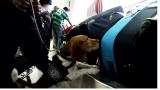 Small Dogs, Big Jobs :Beagle Brigade Protects Our Borders