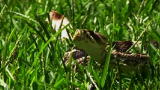 Swamp Wars: The Real South Florida
