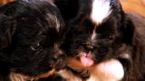 Too Cute: Calling in Reinforcements
