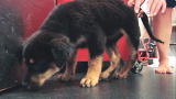 Underdog to Wonderdog: Faith