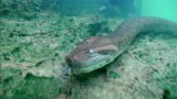 Swimming With Monsters: Majestic Underwater Anaconda