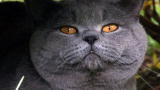 Cats 101: British Shorthair