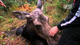 North Woods Law: Daring Moose Rescue
