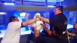 Tanked: Shark Transfer!