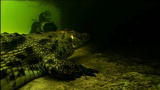 Into the Dragon's Lair: Surprisingly Calm Croc