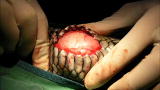 Weird True & Freaky: Snake Swallows Golf Balls