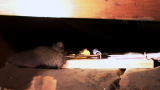 Rat Busters NYC: Catching Big Daddy