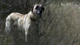 NEW Dogs 101 Breed Profiles