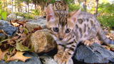 Too Cute: Bengal Explorers