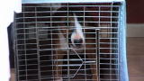 It's Me or the Dog: A Terror of a Terrier
