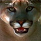 Mutual of Omaha's WIld Kingdom: Cougar: Ninja Warrior
