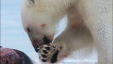 Polar Bear: Spy on the Ice: Polar Bear Eating Seal