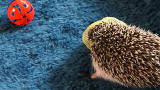 Too Cute!: Hedgehogs Go Tubing!