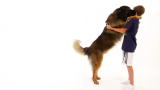 Dogs 101: Leonberger