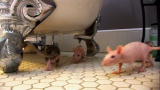 My Extreme Animal Phobia: Rats In the Bathroom!