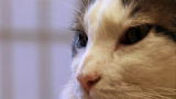 My Cat from Hell: Overfed Cat Overly Aggressive