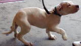 Pit Boss: Shorty's Top Dog: Meet Shorty's Top Dog, Mario is Crowned Successor