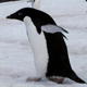 Mutual of Omaha's Wild Kingdom: Aggressive Penguins?