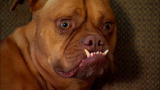 World's Ugliest Dog 2009: Pabst: An Underdog Story