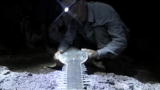 River Monsters: The Elusive Sawfish