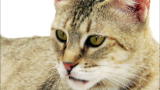 Cats 101: Pixie-Bob