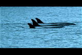 Mutual of Omaha's Wild Kingdom: Orcas and Seals Sleep