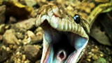 Wild Recon: The Amethystine Python