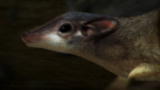 Animal Armageddon: Purgatorius
