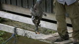 APL Top 25 of All Time: River Monsters, Piranha
