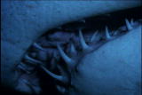 Fooled by Nature: Shark Teeth