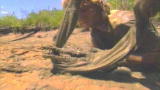 APL Top 25 of All Time: The Crocodile Hunter, Wildest Home Videos