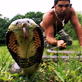 Untamed and Uncut: Monocled Cobra Strike