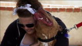 Pit Bulls & Parolees: An Emotional Reunion