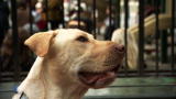 Underdog to Wonderdog: Brutus