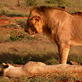 Maneless Tsavo Lions