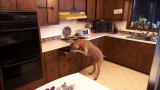 It's Me or the Dog: Hoss