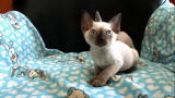 Cats 101: Minskin