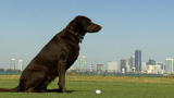 SuperFetch: Fetch Me a Hole in One (Full Episode)