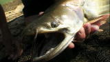 River Monsters: A Snake-Like Catfish