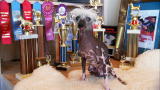 World's Ugliest Dog 2009: Rascal: The Former Champion