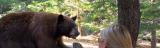 play video on Animal Planet