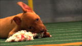 Puppy Bowl :Puppy Bowl VIII is Coming!