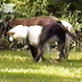 Planet's Funniest Animals: Conjoined Dogs