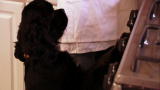 It's Me or the Dog: Feeding Time Frenzy