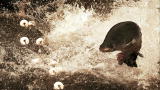 River Monsters: The Powerful Arapaima