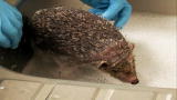 Weird True & Freaky: Hedgehog Loses Spikes