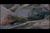 Mutual of Omaha's Wild Kingdom: Elephant Seal Birth