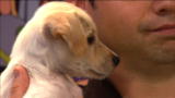 Puppy Bowl VIII: The Ref's Favorite Puppy Bowl Puppies
