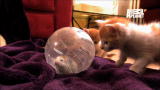 Too Cute!: Kittens Make Friends with Guinea Pig