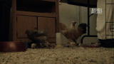 Confessions: Animal Hoarding: Trying to Get Help